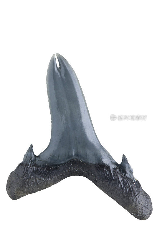 非常罕见的双尖病理沙虎(金牛Carcharias taurus)鲨鱼牙齿化石-孤立在白色背景